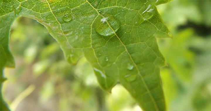 Feuilles de vignes avec goutte